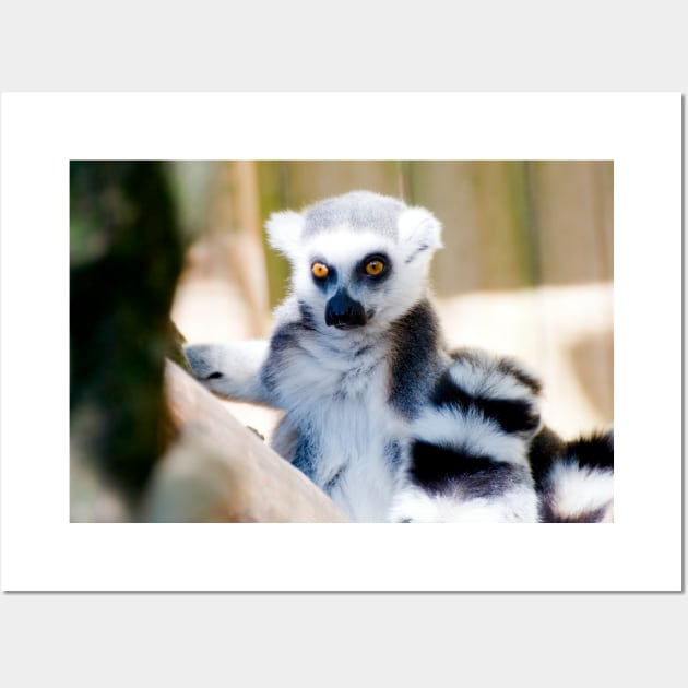 Ring-tailed Lemur Wall Art by JeanKellyPhoto